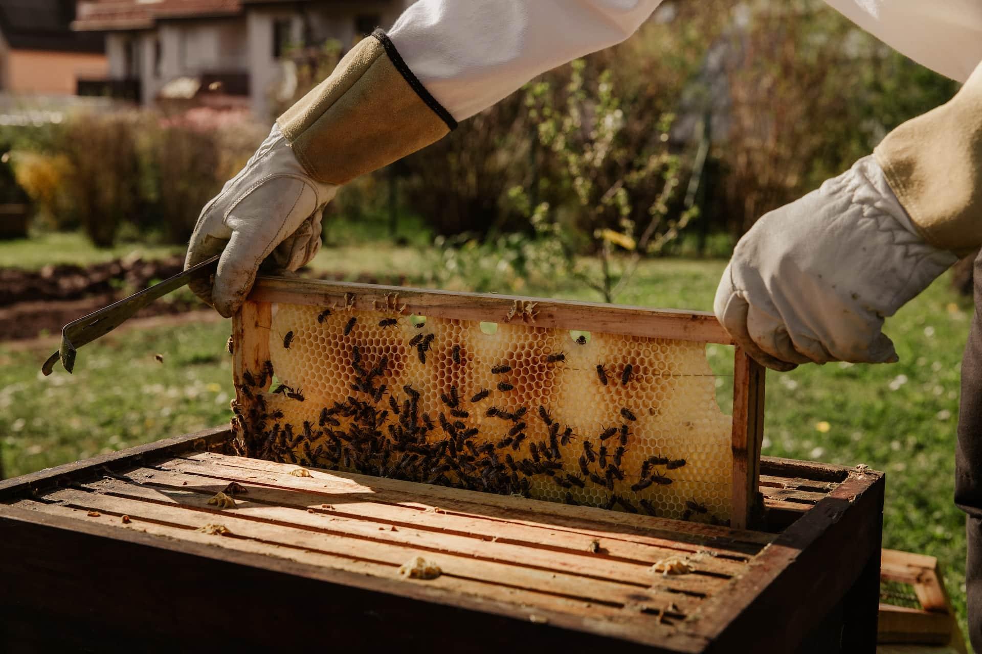 Miel apiculture